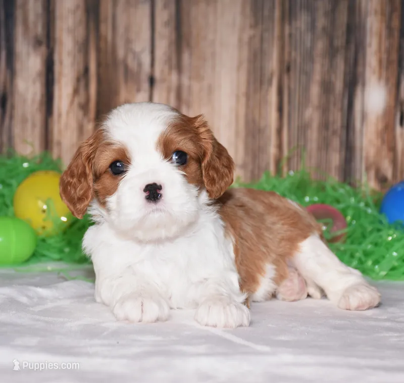 Nox, a male Cavalier King Charles Spaniel for sale in Fredericksburg, OH – Photo 1 of 4