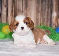 Nox, a male Cavalier King Charles Spaniel for sale in Fredericksburg, OH – Photo 1 of 4