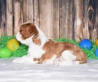 Nox, a male Cavalier King Charles Spaniel for sale in Fredericksburg, OH – Photo 4 of 4