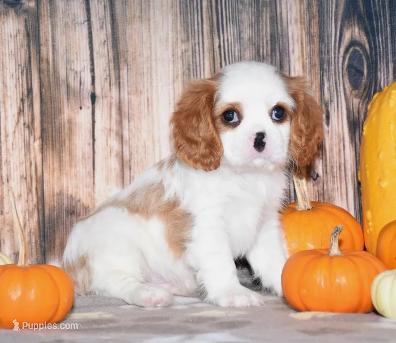 Colby – Cavalier King Charles Spaniel puppy for sale in Fredericksburg, OH