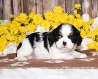 Ginger, a female Cavalier King Charles Spaniel for sale in Fredericksburg, OH – 2 of 4