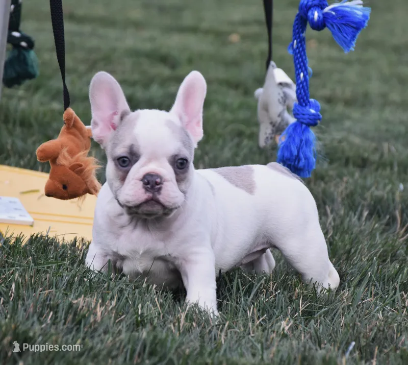 Ferris – French Bulldog puppy for sale in Fredericksburg, OH