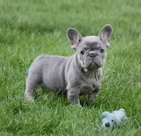 Paisley, a female French Bulldog for sale in Fredericksburg, OH – Photo 3 of 4