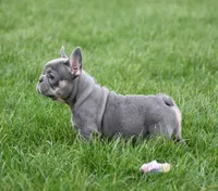 Paisley, a female French Bulldog for sale in Fredericksburg, OH – Photo 4 of 4
