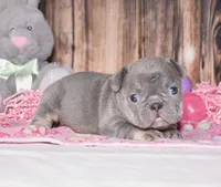 Paisley, a female French Bulldog for sale in Fredericksburg, OH – Photo 1 of 3