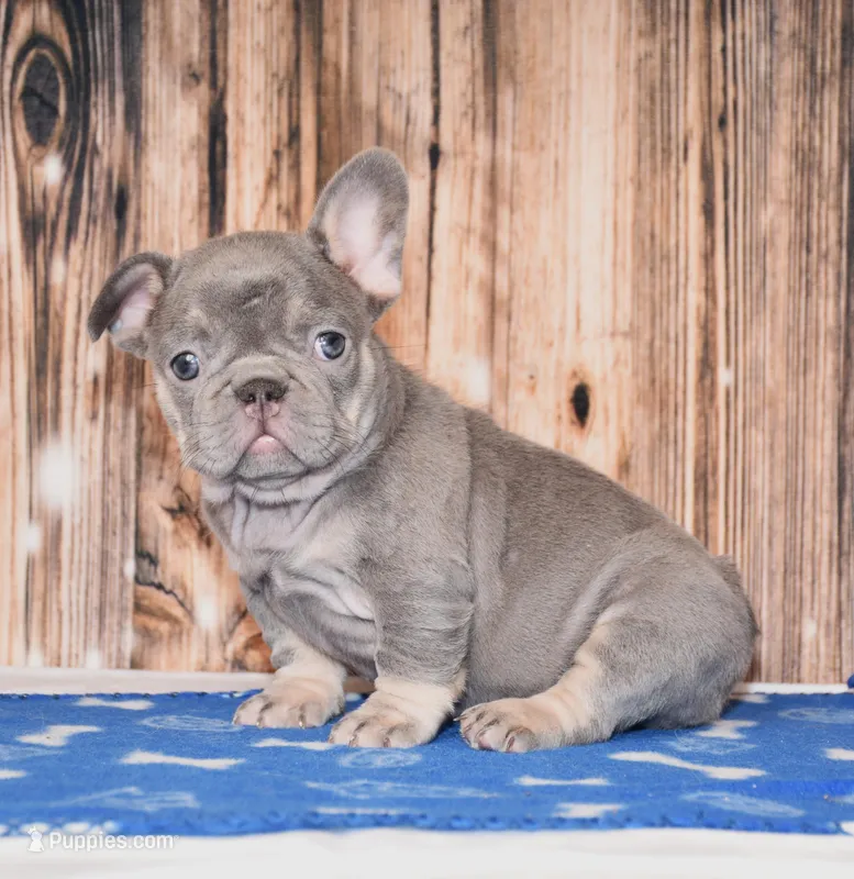 Paisley – French Bulldog puppy for sale in Fredericksburg, OH