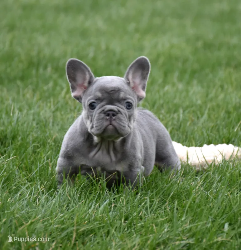 Paisley – French Bulldog puppy for sale in Fredericksburg, OH