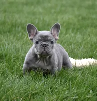 Paisley, a female French Bulldog for sale in Fredericksburg, OH – Photo 1 of 4