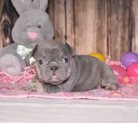Paisley, a female French Bulldog for sale in Fredericksburg, OH – Photo 2 of 3