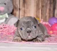 Paisley, a female French Bulldog for sale in Fredericksburg, OH – Photo 3 of 3