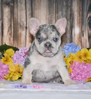 Tenson, a male French Bulldog for sale in Fredericksburg, OH – 2 of 6