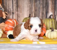 Champ, a male Cavalier King Charles Spaniel for sale in Fredericksburg, OH – 3 of 4