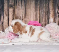 Daffi, a female Cavalier King Charles Spaniel for sale in Fredericksburg, OH – 4 of 4