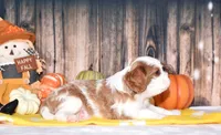 Chance, a male Cavalier King Charles Spaniel for sale in Fredericksburg, OH – 3 of 4