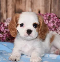 Daffi, a female Cavalier King Charles Spaniel for sale in Fredericksburg, OH – 3 of 4