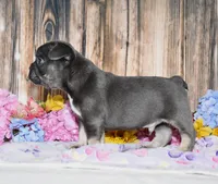 Ford, a male French Bulldog for sale in Fredericksburg, OH – 3 of 4