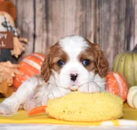 Cassie, a female Cavalier King Charles Spaniel for sale in Fredericksburg, OH – 2 of 4