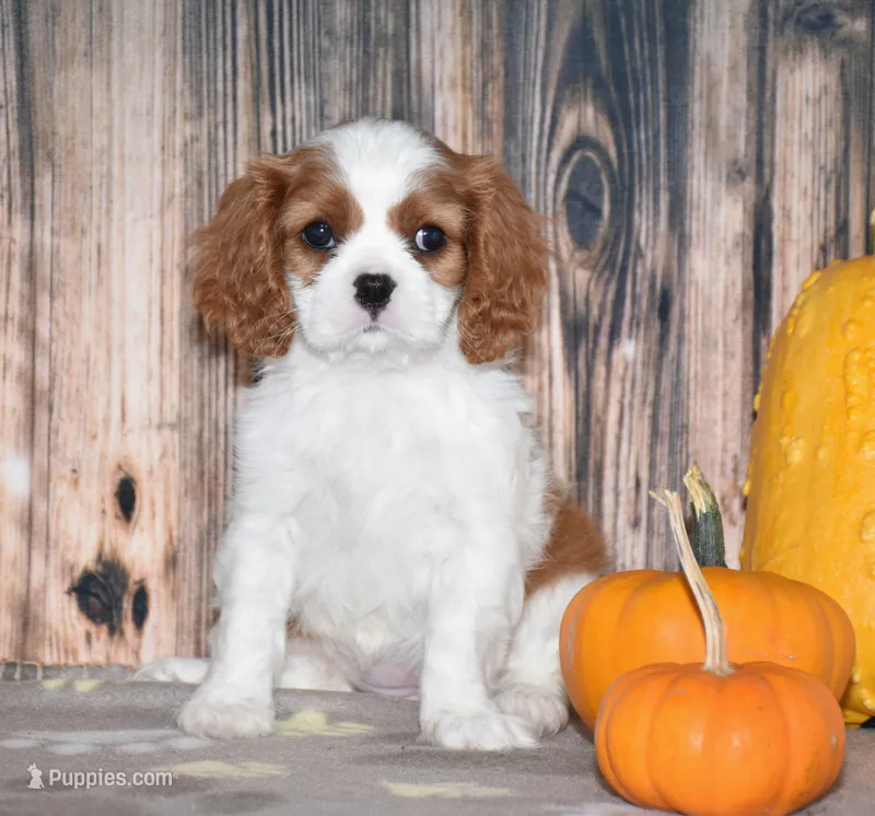 Cassie – Cavalier King Charles Spaniel puppy for sale in Fredericksburg, OH
