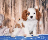 Ninja, a male Cavalier King Charles Spaniel for sale in Fredericksburg, OH – 4 of 4