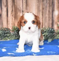 Domino , a male Cavalier King Charles Spaniel for sale in Fredericksburg, OH – Photo 2 of 4