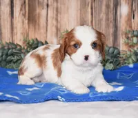 Domino , a male Cavalier King Charles Spaniel for sale in Fredericksburg, OH – Photo 1 of 4