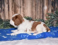 Domino , a male Cavalier King Charles Spaniel for sale in Fredericksburg, OH – Photo 4 of 4