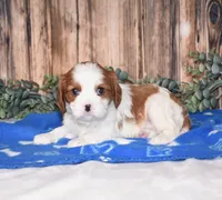 Domino , a male Cavalier King Charles Spaniel for sale in Fredericksburg, OH – Photo 3 of 4
