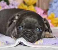 Ford, a male French Bulldog for sale in Fredericksburg, OH – 2 of 4