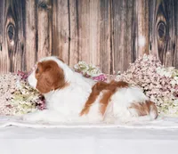 Jazzy, a female Cavalier King Charles Spaniel for sale in Fredericksburg, OH – 3 of 4