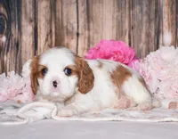 Dalton, a male Cavalier King Charles Spaniel for sale in Fredericksburg, OH – 4 of 4