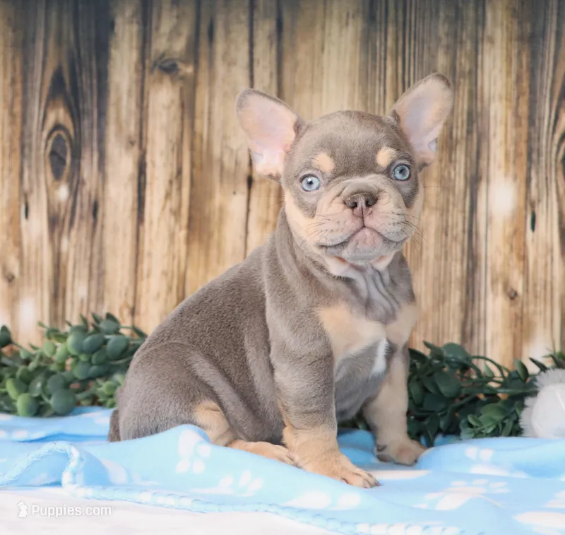 Obi – French Bulldog puppy for sale in Fredericksburg, OH
