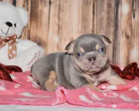 Obi, a male French Bulldog for sale in Fredericksburg, OH – Photo 4 of 4