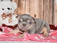 Obi, a male French Bulldog for sale in Fredericksburg, OH – Photo 3 of 4