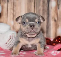 Obi, a male French Bulldog for sale in Fredericksburg, OH – Photo 1 of 4