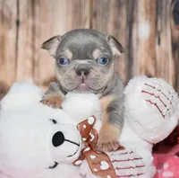 Obi, a male French Bulldog for sale in Fredericksburg, OH – Photo 2 of 4