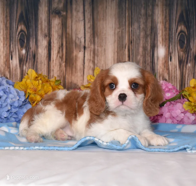 Jackson – Cavalier King Charles Spaniel puppy for sale in Fredericksburg, OH