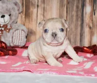 Orlando, a male French Bulldog for sale in Fredericksburg, OH – Photo 2 of 4
