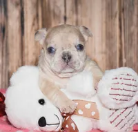 Orlando, a male French Bulldog for sale in Fredericksburg, OH – Photo 1 of 4