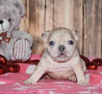Orlando, a male French Bulldog for sale in Fredericksburg, OH – Photo 4 of 4