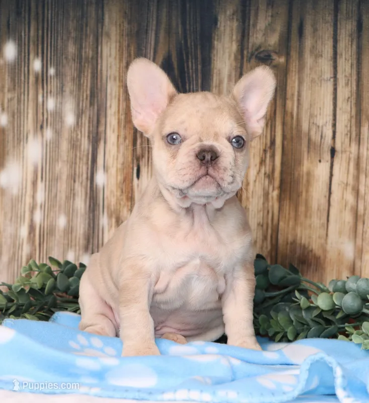 Orlando – French Bulldog puppy for sale in Fredericksburg, OH