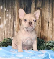 Orlando, a male French Bulldog for sale in Fredericksburg, OH – Photo 1 of 4