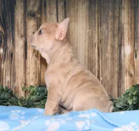 Orlando, a male French Bulldog for sale in Fredericksburg, OH – Photo 3 of 4