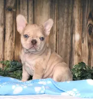 Orlando, a male French Bulldog for sale in Fredericksburg, OH – Photo 2 of 4