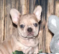 Orlando, a male French Bulldog for sale in Fredericksburg, OH – Photo 4 of 4