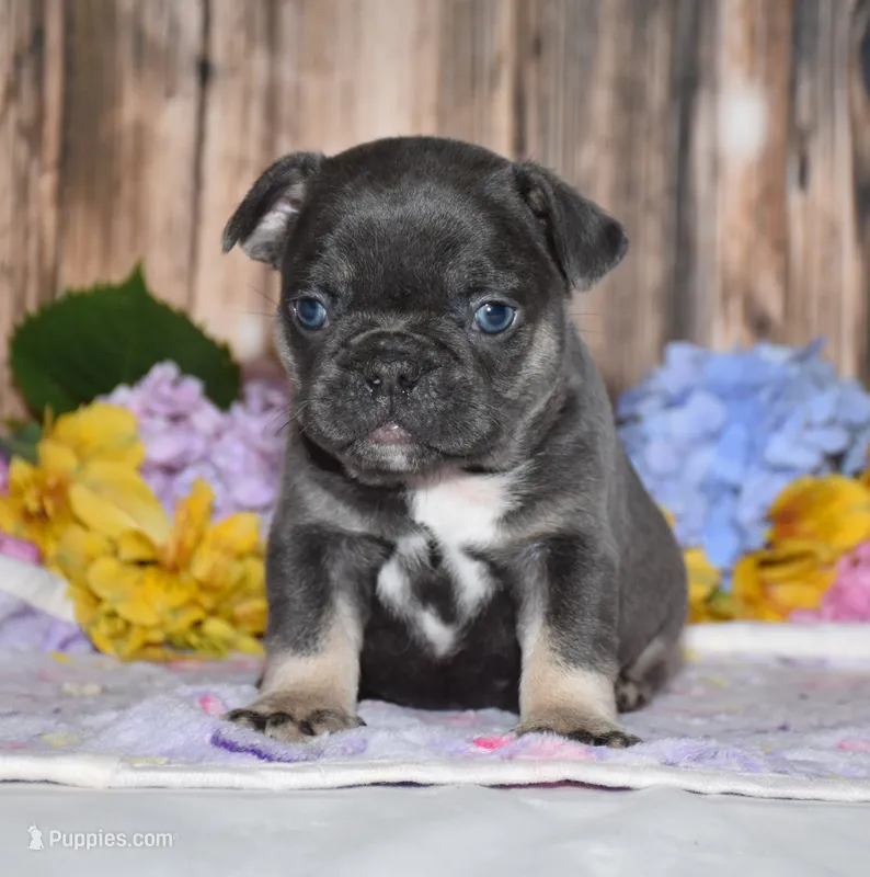 Ford – French Bulldog puppy for sale in Fredericksburg, OH