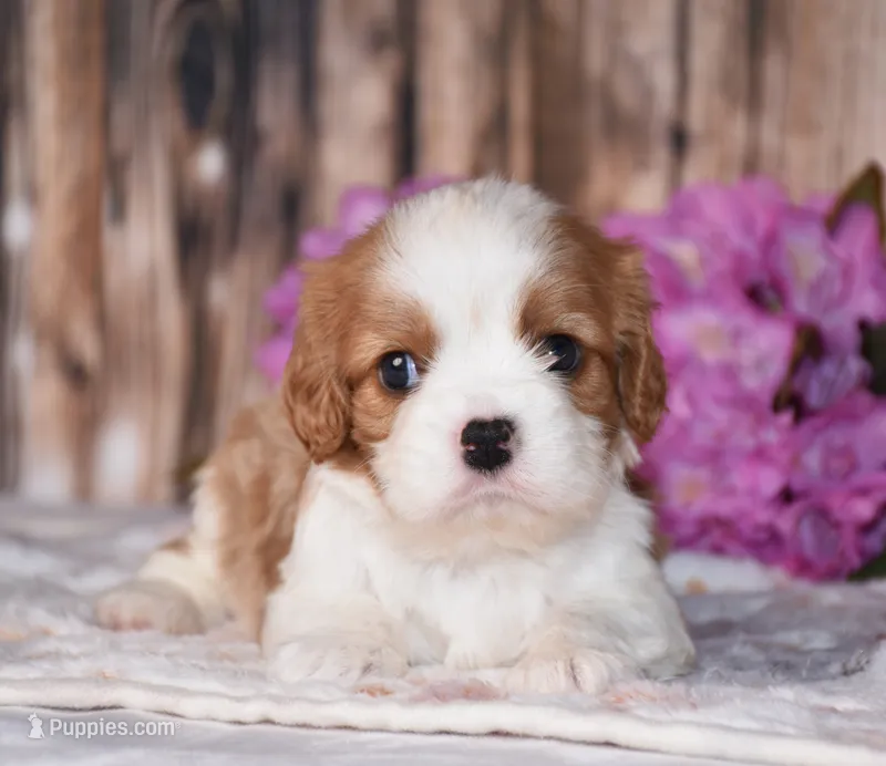 Lynx – Cavalier King Charles Spaniel puppy for sale in Fredericksburg, OH