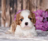 Lynx, a male Cavalier King Charles Spaniel for sale in Fredericksburg, OH – 1 of 6