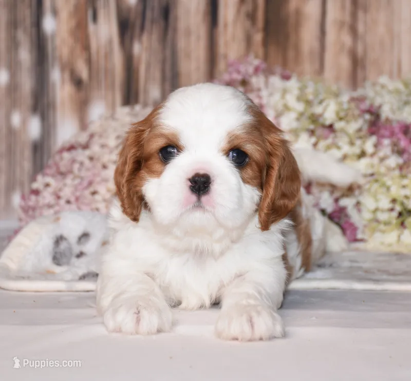Odie – Cavalier King Charles Spaniel puppy for sale in Fredericksburg, OH