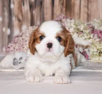 Odie, a male Cavalier King Charles Spaniel for sale in Fredericksburg, OH – 1 of 4