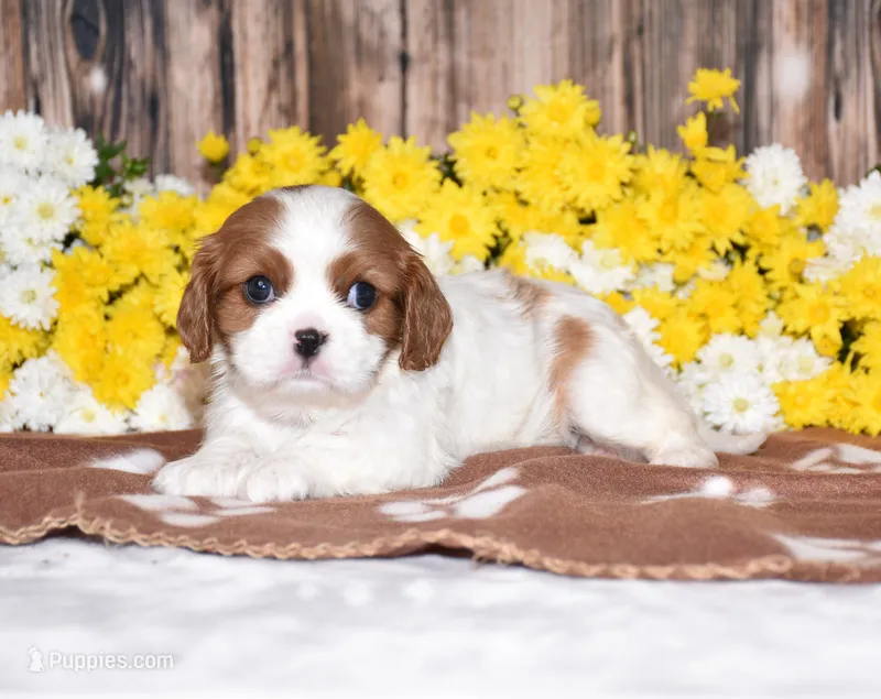 Gabby – Cavalier King Charles Spaniel puppy for sale in Fredericksburg, OH